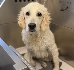 golden retriever puppy having a bath with a groomer in southampton